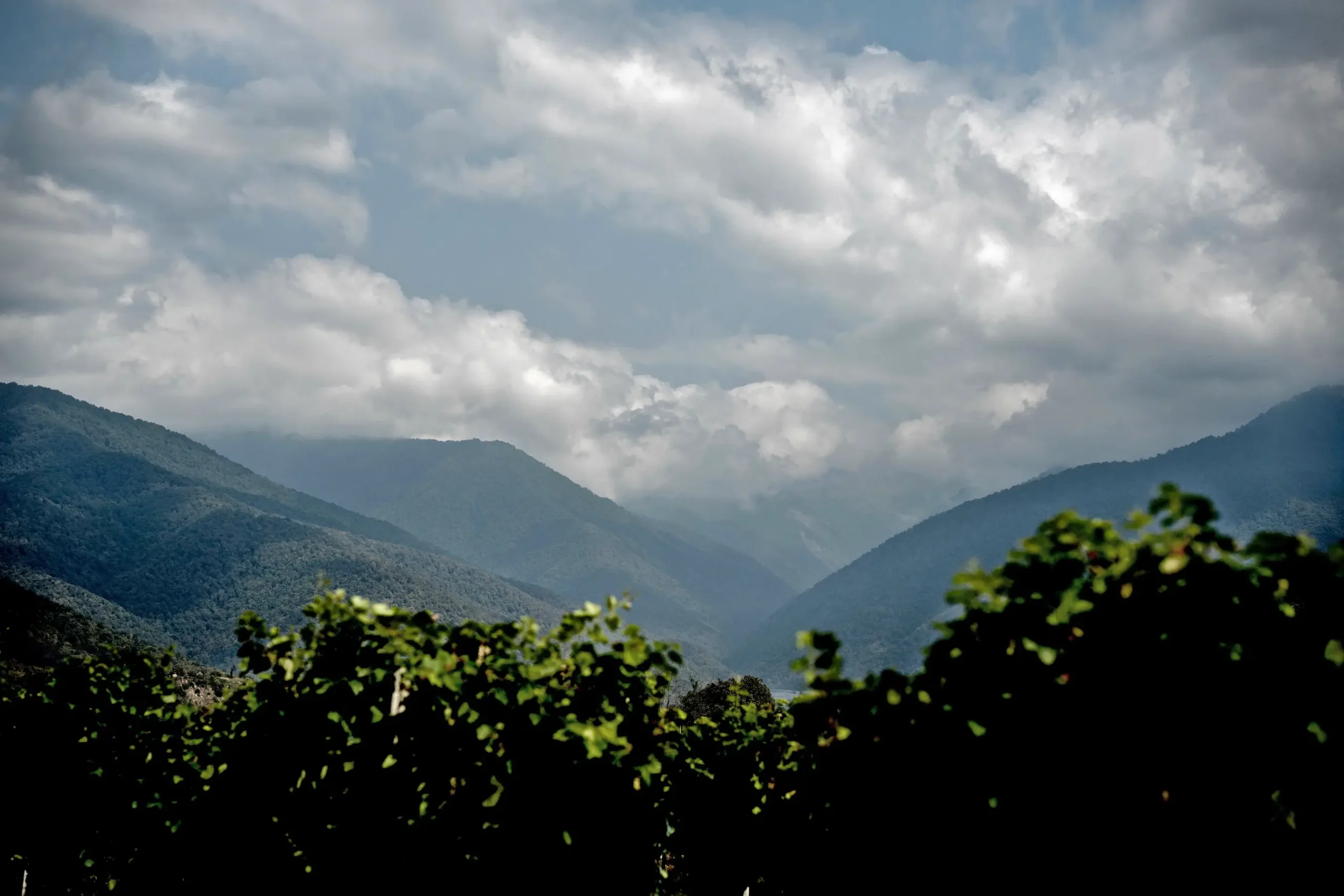 Clouds cover the sky above green, tree-covered mountains in Kakheti, with leafy vineyard plants in the foreground.