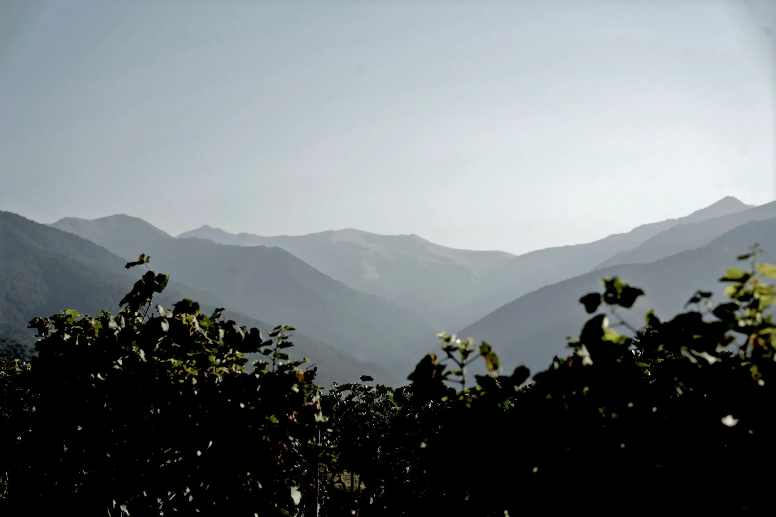 Silhouetted plants in the foreground with hazy mountain ranges visible in the distance under a clear Kakheti sky, famed for its wine.