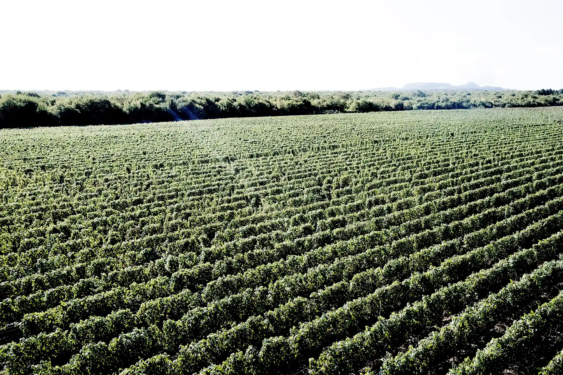 Rows of green Saperavi vines flourish in a neatly organized vineyard, stretching across Kakheti’s scenic landscape with a line of trees and a clear sky in the background.