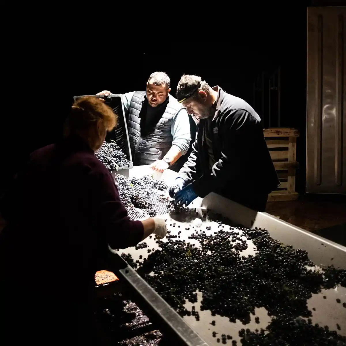 Three people sort Saperavi dark berries on a large table under bright light in an otherwise dark room, preparing them for wine production in Kakheti.