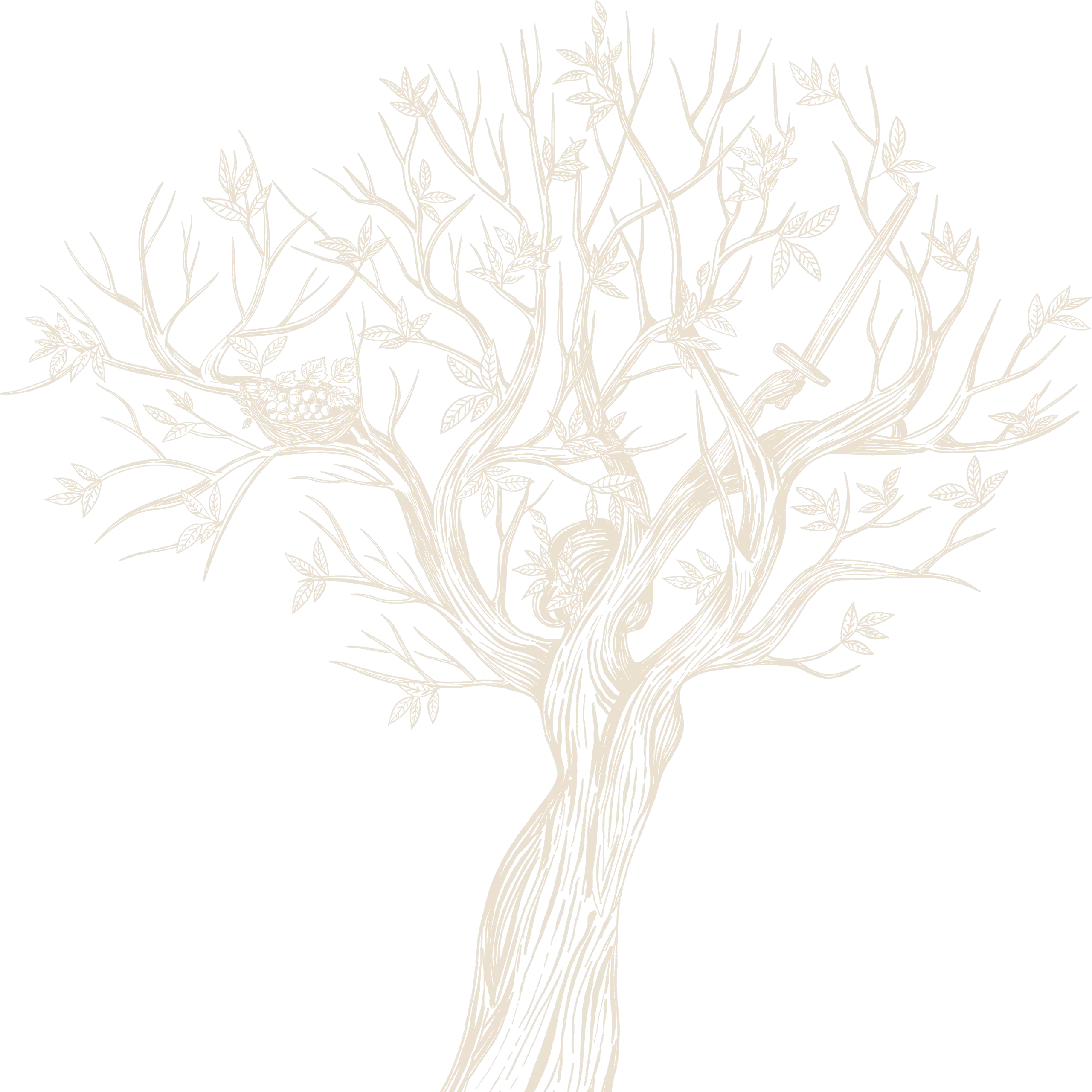 Beige, hand-drawn illustration of a leafless tree with sparse branches and a few leaves on a white background, evoking the quiet beauty of a vineyard landscape in Georgia.