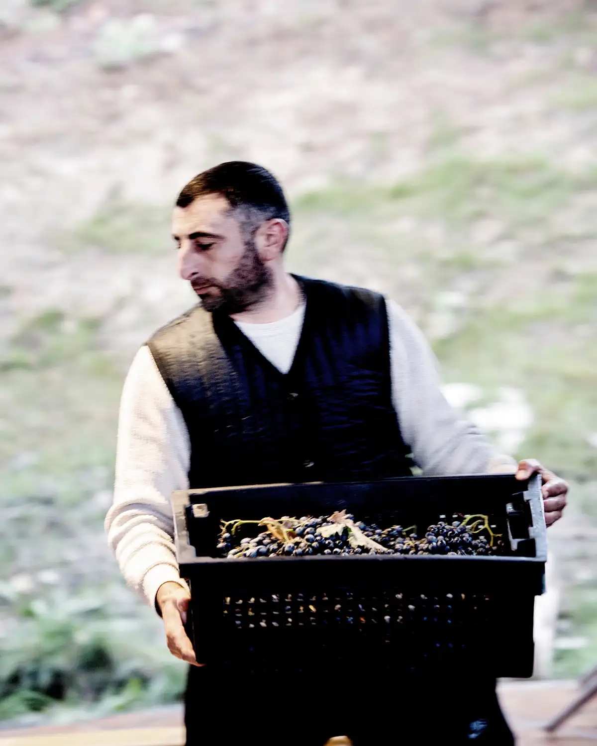 A man wearing a dark vest carries a black crate filled with grapes outdoors in a lush vineyard, ready for Georgia wine production.