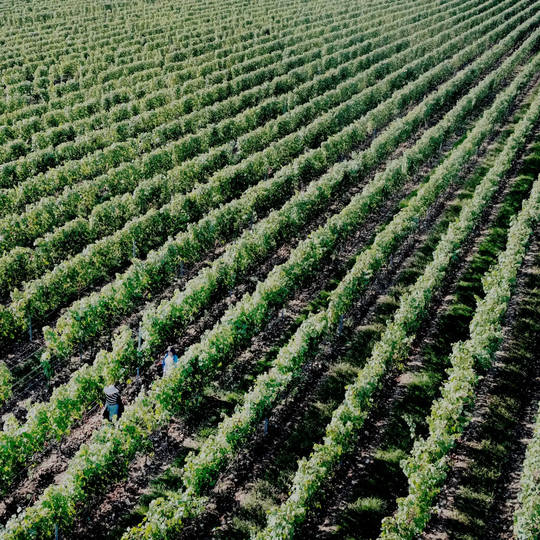 Rows of Saperavi grapevines stretch across the vineyard, with two people walking between the plants on a sunny day.