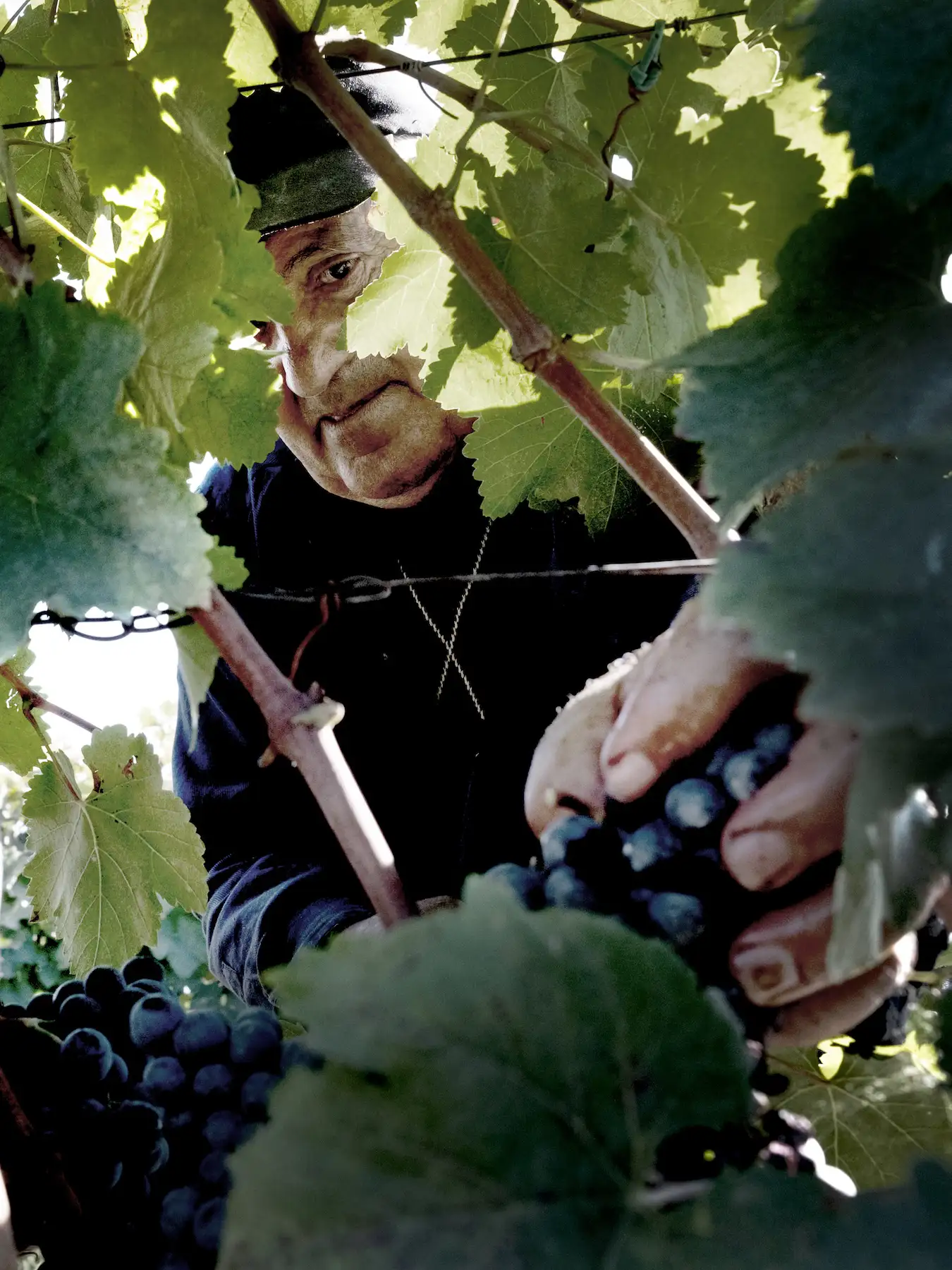 A person harvests ripe black grapes from a lush Kakheti vineyard in Georgia, surrounded by green leaves, during daylight.