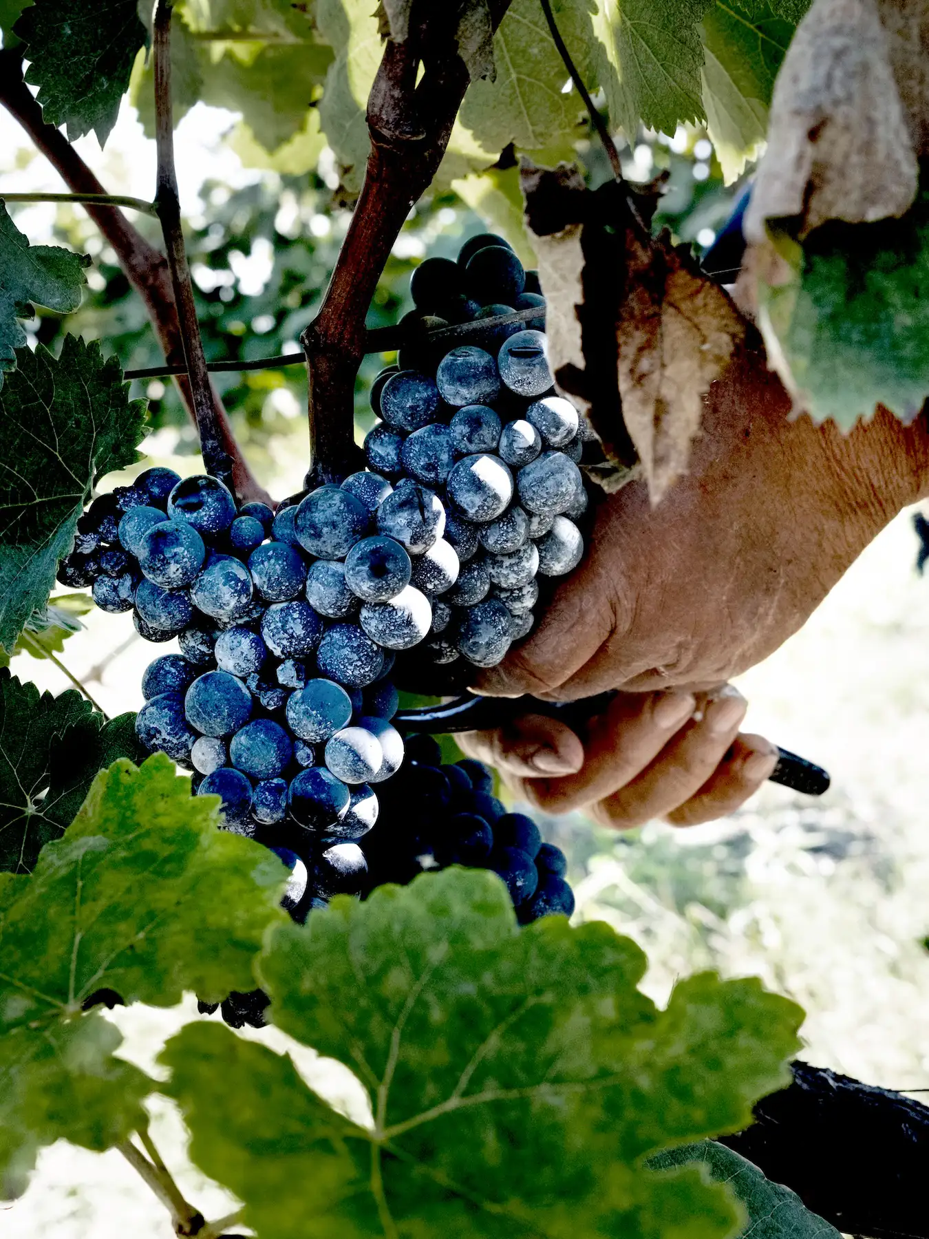 A person’s hand holds a cluster of ripe, dark purple grapes still attached to the vine amid green leaves—perfect for making traditional wine in Georgia’s historic Gilauri region.