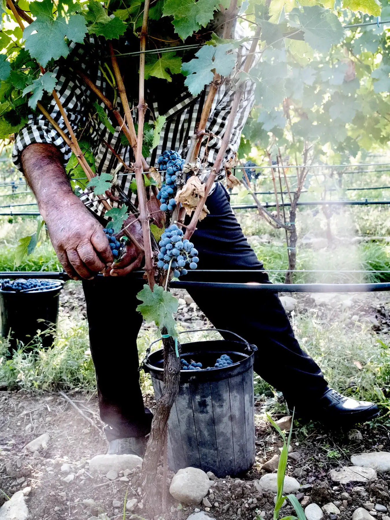 A person harvests ripe grapes from a vine in Kakheti, placing them into a black bucket in the vineyard, ready for Gilauri wine production.