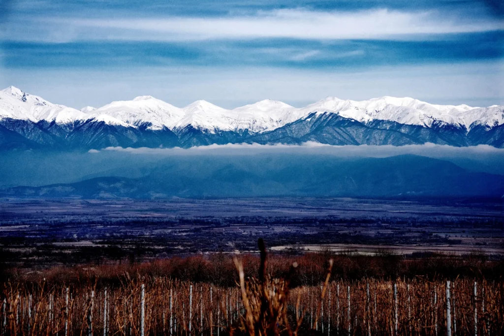 Snow-capped mountain range under a blue sky with a layer of clouds above a flat plain and leafless vineyard in the foreground.